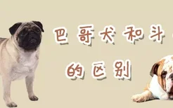 巴哥犬和斗牛犬的区别是什么