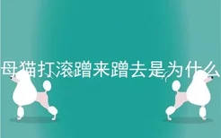 母猫打滚蹭来蹭去是为什么