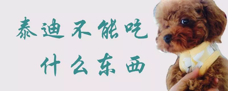 泰迪不能吃什么东西