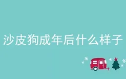 沙皮狗成年后什么样子