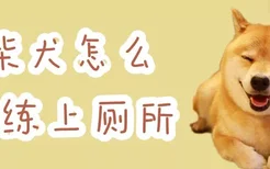 柴犬怎么训练上厕所