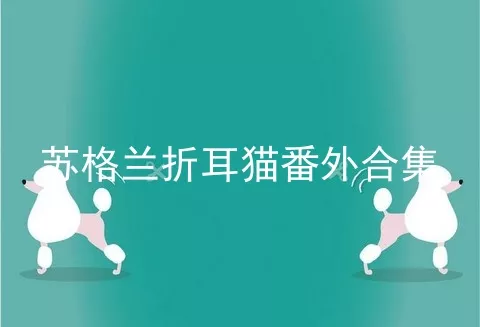 苏格兰折耳猫番外合集