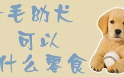 金毛幼犬可以吃什么零食