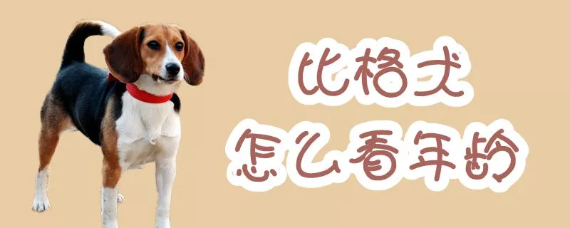 比格犬怎么看年龄