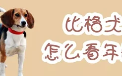 比格犬怎么看年龄