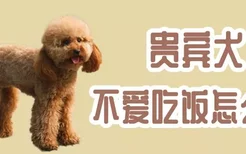 贵宾犬不爱吃饭怎么办