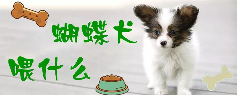 蝴蝶犬喂什么1