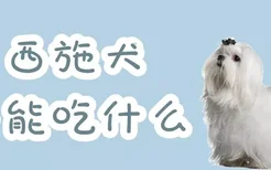 西施犬不能吃什么