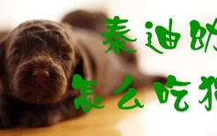 泰迪幼犬怎么吃狗粮