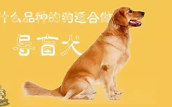 什么品种的狗适合做导盲犬