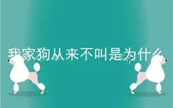 我家狗从来不叫是为什么