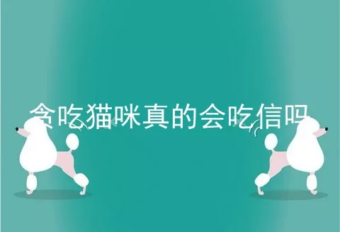 贪吃猫咪真的会吃信吗