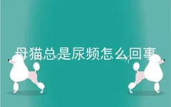 母猫总是尿频怎么回事