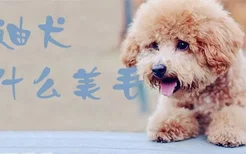 泰迪犬吃什么美毛