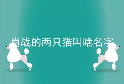 肖战的两只猫叫啥名字