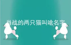 肖战的两只猫叫啥名字