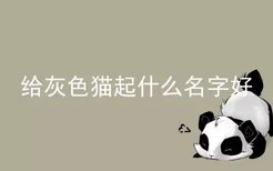 给灰色猫起什么名字好