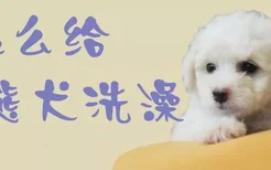 怎么给比熊犬洗澡