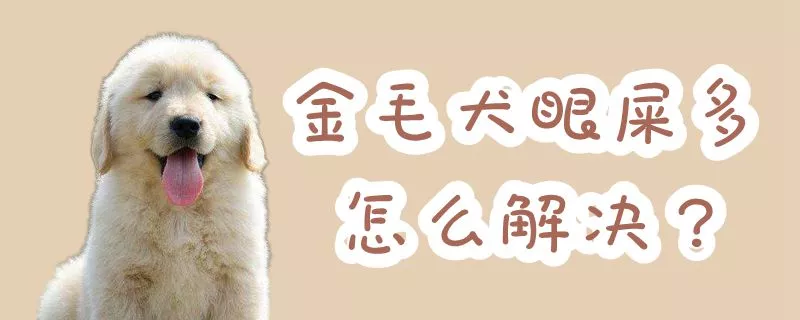 金毛犬眼屎多怎么解决