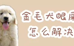 金毛犬眼屎多怎么解决