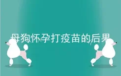 母狗怀孕打疫苗的后果