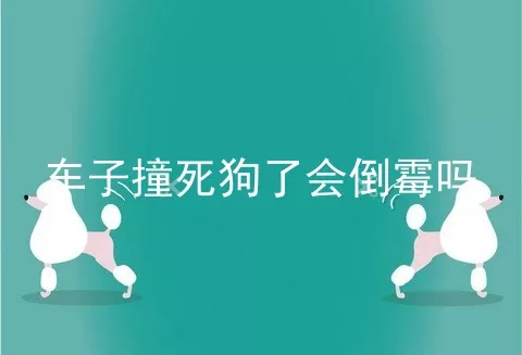 车子撞死狗了会倒霉吗