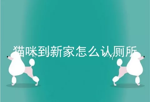 猫咪到新家怎么认厕所