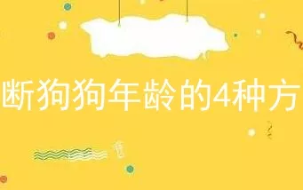 判断狗狗年龄的4种方法