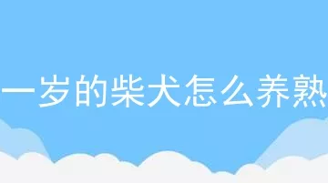 一岁的柴犬怎么养熟