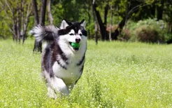 犬心保会有副作用吗 犬心保的体内驱虫药怎么样