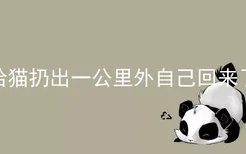 给猫扔出一公里外自己回来了