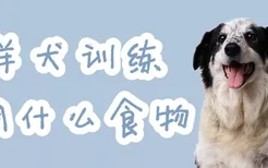 牧羊犬训练用什么食物