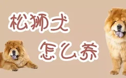 松狮犬怎么养