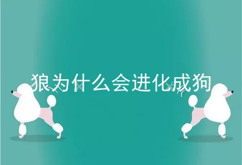 狼为什么会进化成狗