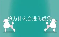 狼为什么会进化成狗