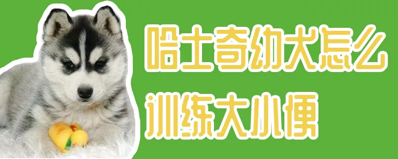 哈士奇幼犬怎么训练大小便