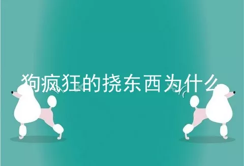 狗疯狂的挠东西为什么