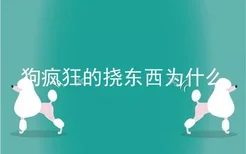 狗疯狂的挠东西为什么