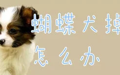 蝴蝶犬掉毛怎么办