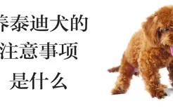 养泰迪犬的注意事项是什么