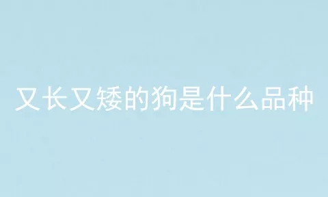 又长又矮的狗是什么品种