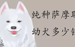 纯种萨摩耶幼犬多少钱