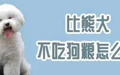 比熊犬不吃狗粮怎么办