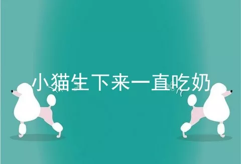 小猫生下来一直吃奶