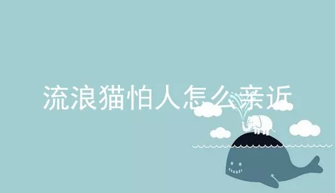 流浪猫怕人怎么亲近