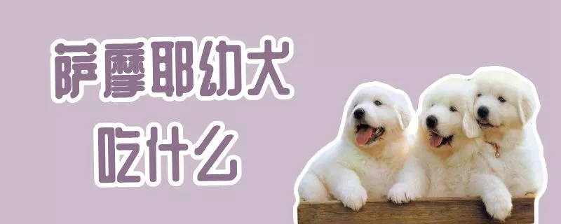 萨摩耶幼犬吃什么