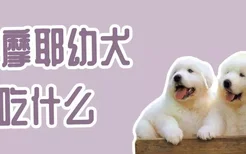 萨摩耶幼犬吃什么