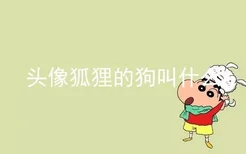 头像狐狸的狗叫什么