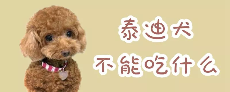 泰迪犬不能吃什么