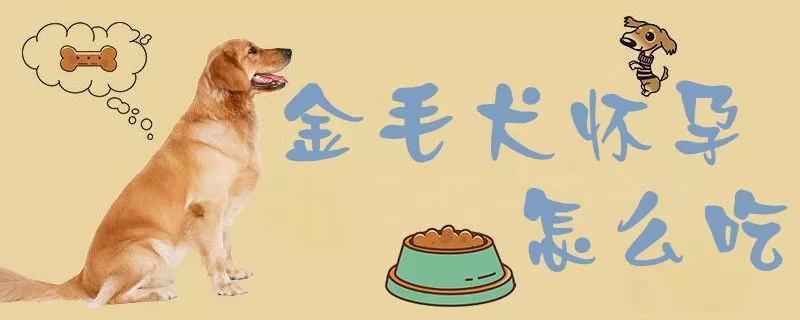 金毛犬怀孕怎么吃1